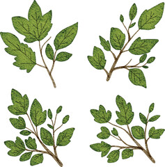 Watercolor Illustration of Green Leaves