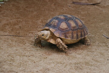 Brown turtle in the zoo