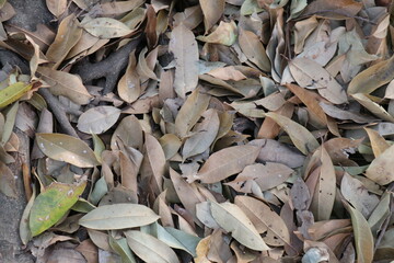 Dry leaves for background. Autumn.