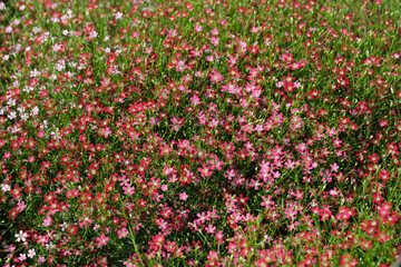 Flowers are blooming in the park