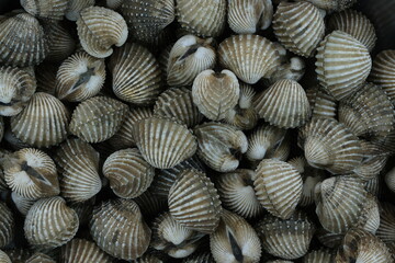 Fresh cockles for seafood background