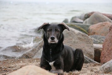 pretty black mixed breed dog lies in the sand in front of large stones on the beach