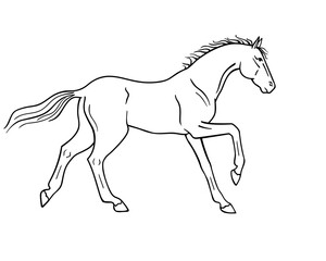 Horse galloping - vector linear picture for coloring. Outline. Hand drawing. A horse in a canter center, phase with support on two legs. Fine, thoroughbred prancing stallion