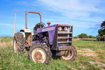 Purple agricultural tractor outside on the farm in a rural area.