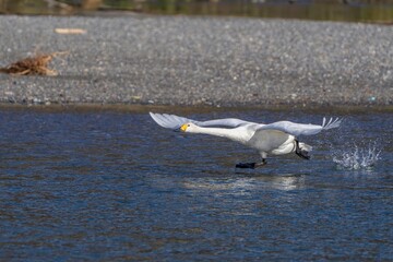 コハクチョウのダイナミックな離水シーン
