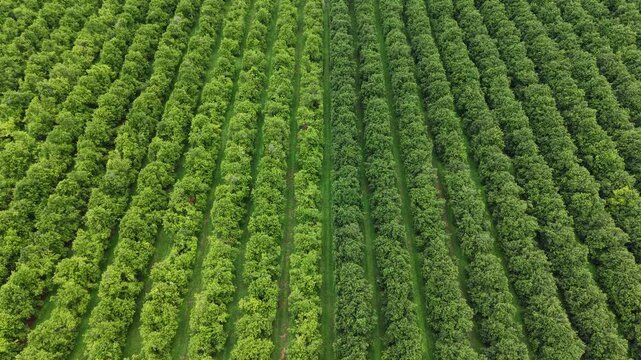 Aerial view of Symmetrical Rows of Lush Green Trees in a Macadamia Nut Plantation Orchard  