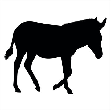 Black Animal Dolphin Vector illustration