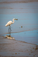 great white egret catching fish at the seaside