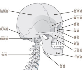 頭蓋骨のイラスト Skull illustration