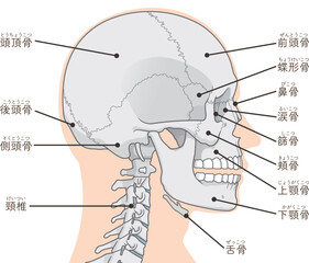 頭蓋骨のイラスト Skull illustration