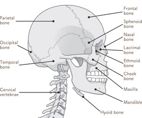 頭蓋骨のイラスト Skull illustration