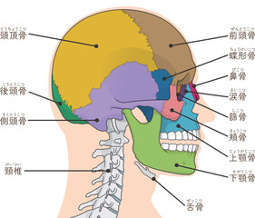 頭蓋骨のイラスト Skull illustration