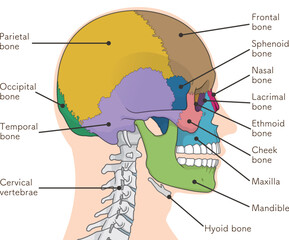 頭蓋骨のイラスト Skull illustration