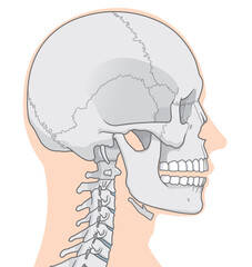 頭蓋骨のイラスト Skull illustration