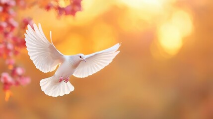 White dove in flight, sunset, spring blossoms, peace