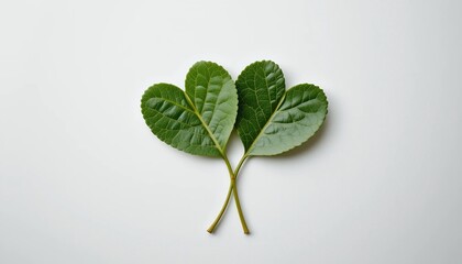 Two Green Leaves Forming a Heart Shape on White Background Nature Love Botany © CooLKenG