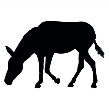 Animal Donkey Silhouette Vector illustration