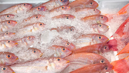 Red-skinned sea fish on ice at the fresh market