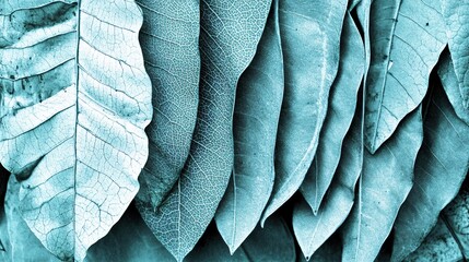 Obraz premium Teal Dried Leaf Texture Background, Botanical Closeup