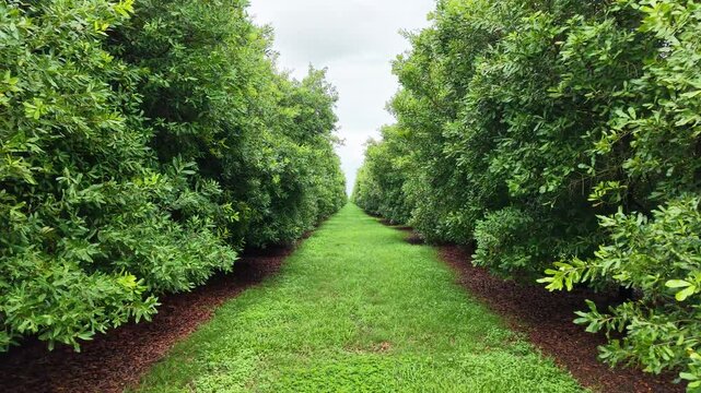 Symmetrical Rows of Lush Green Trees in a Macadamia Nut Plantation Orchard  