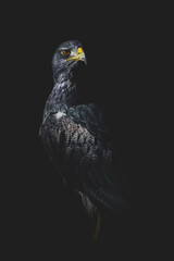 Portrait Of A Black-Chested Buzzard-Eagle (Geranoaetus Melanoleucus)