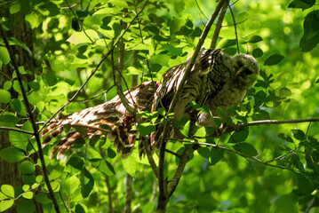 two owls in tree