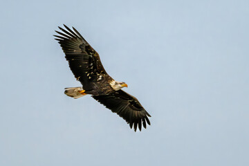 eagle in flight
