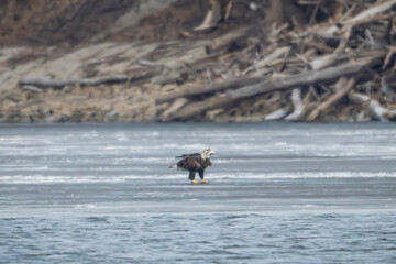 American bald eagle on frozen Mississippis River in St. Paul, Minnesota