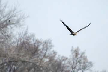 eagle bird in flight