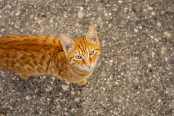 Ginger tabby cat on gravel background looking upward