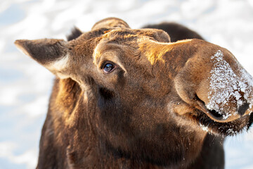 side view of moose head, extreme closeup