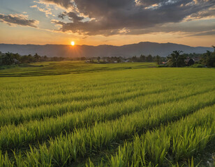 Obraz premium field of wheat