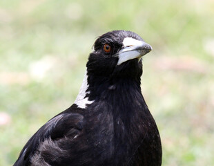 Portrait of an Australian magpie bird standing on green grass