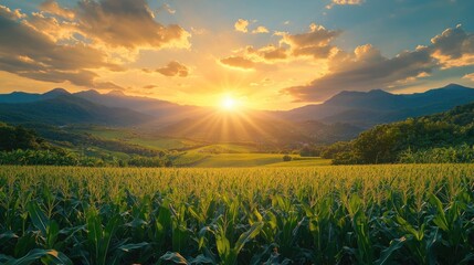 corn field or maize field for livestock feed, fuel ethanol production, corn flakes and other food at agriculture plantation farm in the morning sunrise