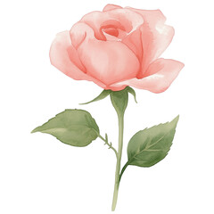 simple watercolor illustration of A Valentine Floribunda rose