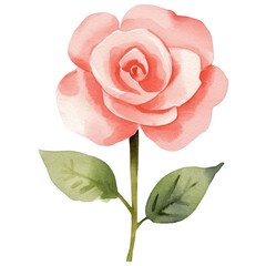 Obraz premium simple watercolor illustration of A Valentine Floribunda rose