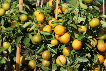 A fertile orange garden. The orange trees bear a lot of fruit.