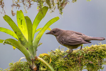 Clay-colored thrush perched on a branch.