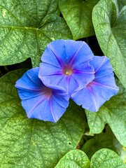 morning glory flower on leaves 