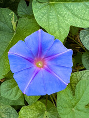 morning glory flower on leaves 