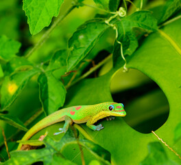 Hawaiian  Gecoko Playing Peekaboo