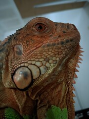 Photograpic close up iguana head at home