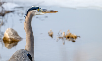 Portrait of a great blue heron.