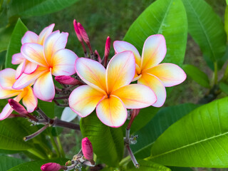 plumeria flowers on an tree