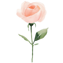 simple watercolor illustration of A Mon Coeur rose