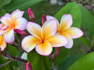 frangipani plumeria flowers