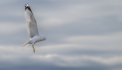 Ring-billed gull in flight against an overcast sky.