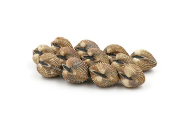 Clams on white background