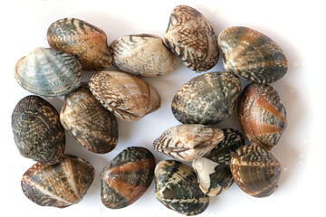 Clams on white background. Seafood.