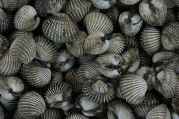 Fresh cockles for seafood background